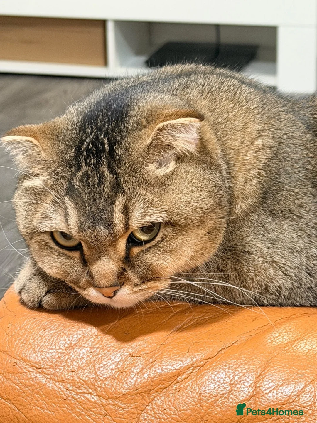 Scottish Fold cats for sale: Gentle & Loving Tabby Cat Looking for a Home in Manchester - Advert 1
