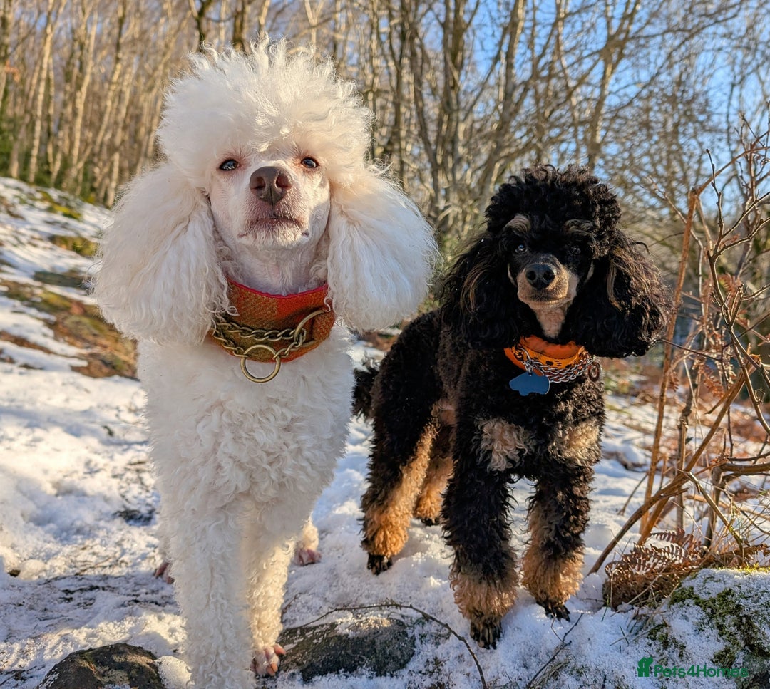 Toy Poodle dogs for stud: KC registered poodle studs in Bolton - Image 2