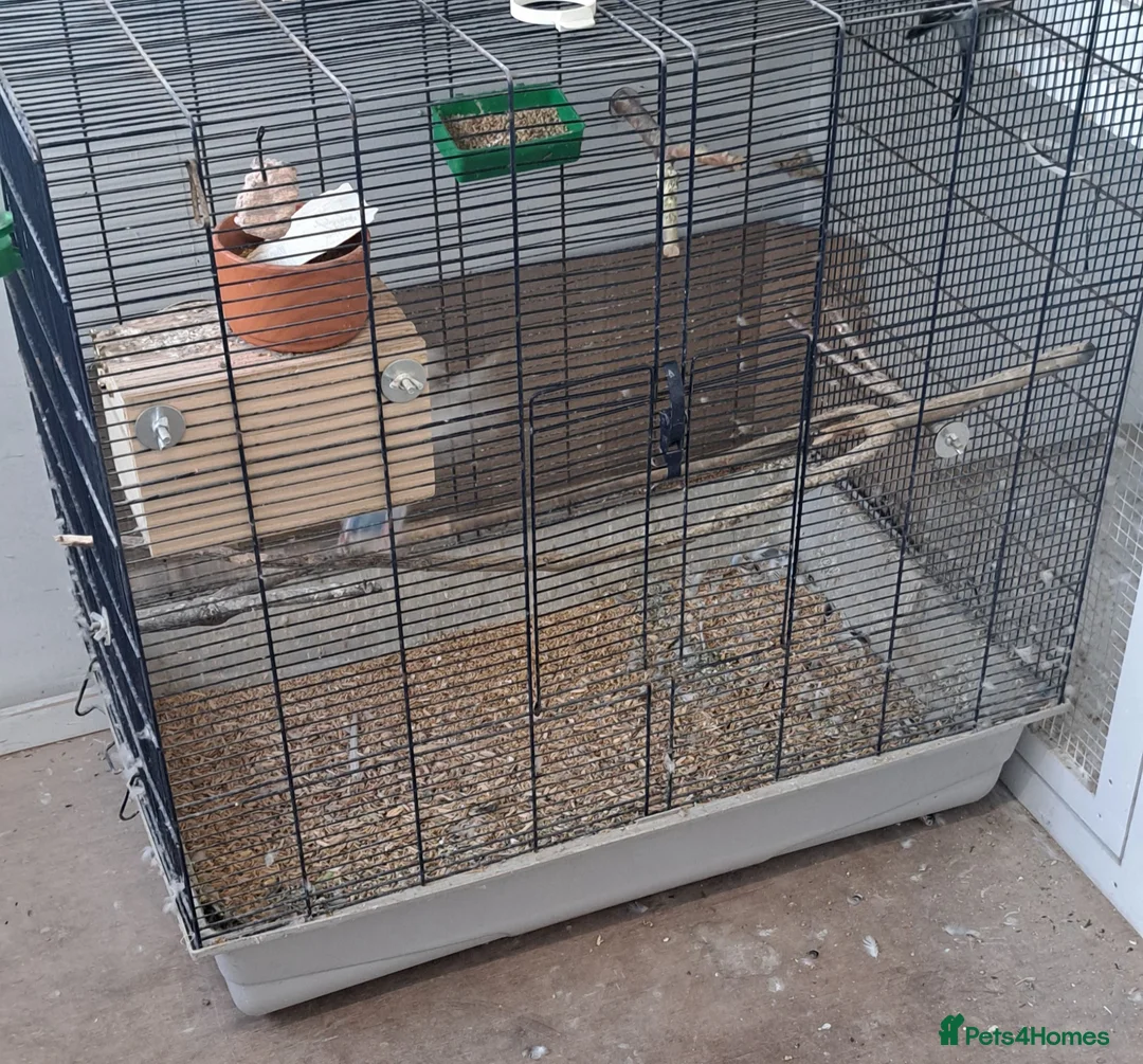 Budgerigars birds for sale: Breeding pairs of budgies for sale  - Advert 4