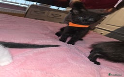 British Longhair cats for sale: Ready for their forever homes!! - Image 3