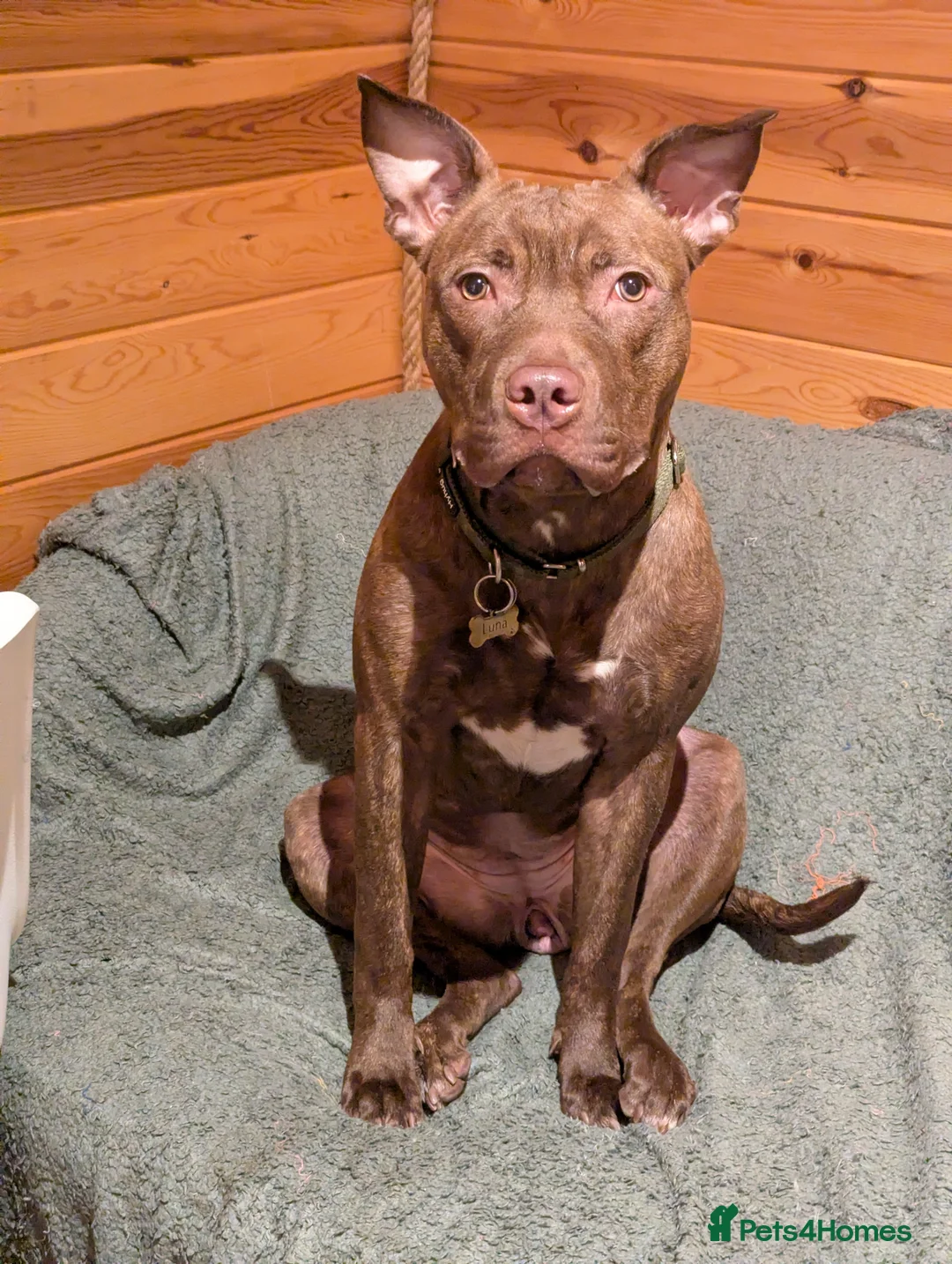 Mixed Breed dogs for sale: Pit bull cross  - Advert 2