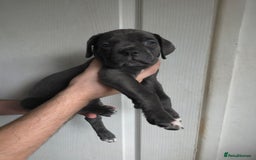 Cane Corso dogs for sale: Cane corso puppies ready to leave now - Image 34