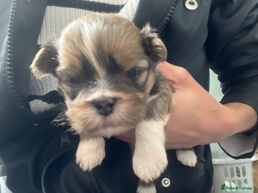 Lhasa Apso dogs for sale: Adorable Lhasa apso puppies - Advert 4