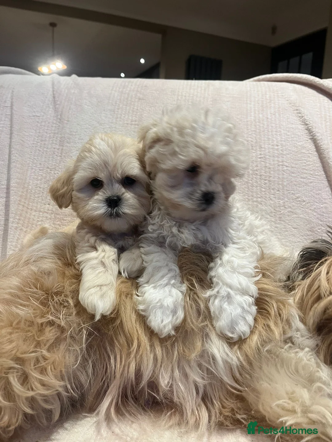Lhasa Apso dogs for sale: Lhasa Apso - Advert 3