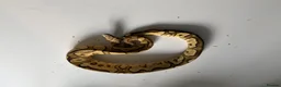 Python Snake reptiles for sale: Various Ball Pythons for sale - Advert 17