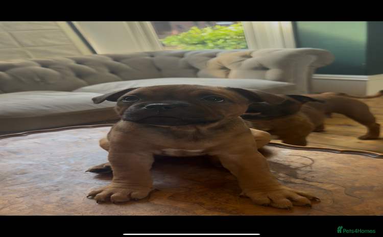 Staffordshire Bull Terrier dogs - Advert 10