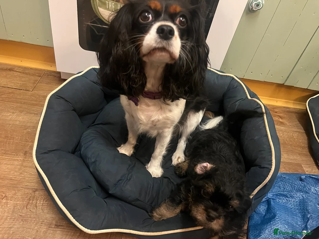 Cavapoo dogs for sale: Toy Cavapoo  - Advert 2