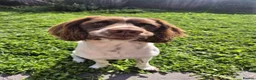 English Springer Spaniel dogs for stud: English Springer Spaniel for Stud in Hebburn - Advert 4