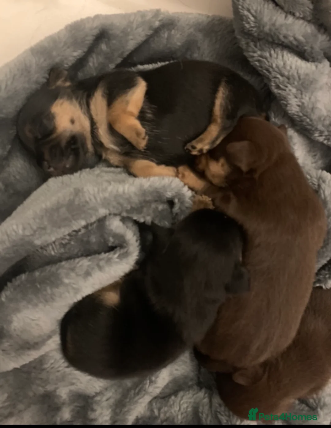 Jack Russell dogs for stud: Lenny Son of Much Wenlock Louie in Wokingham - Advert 18