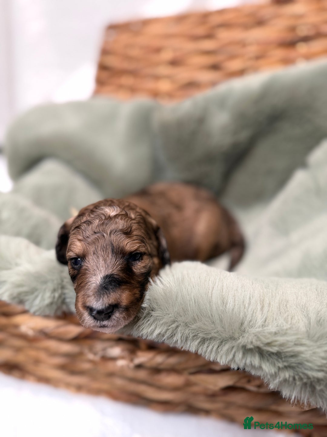 Bernedoodle dogs for sale: Miniature Bernedoodle Puppies - Image 39