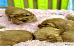 Cocker Spaniel dogs for sale: Top Quality KC Show Cockers FN PRCD-PRA CLEAR - Image 18
