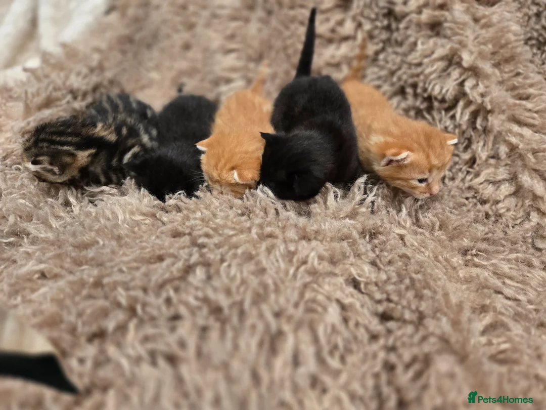 Savannah cats for sale: Savanah x kittens - Advert 7