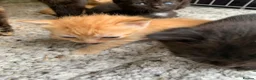 Mixed Breed cats for sale: Kittens for sale - Advert 7