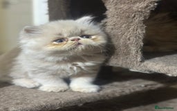 Persian cats for sale: Pedigree Persian Kittens ready to be rehomed - Image 18