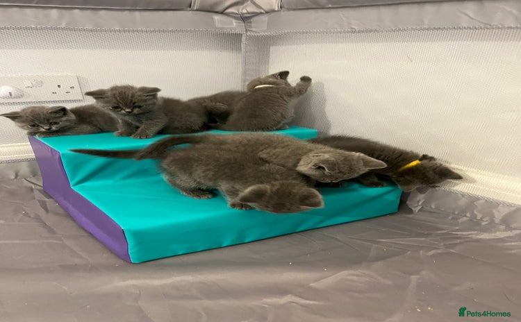 British Shorthair cats - Advert 1