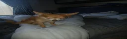 Chihuahua dogs for sale: 3 little chihuahua pups for sale  in Manchester - Advert 27