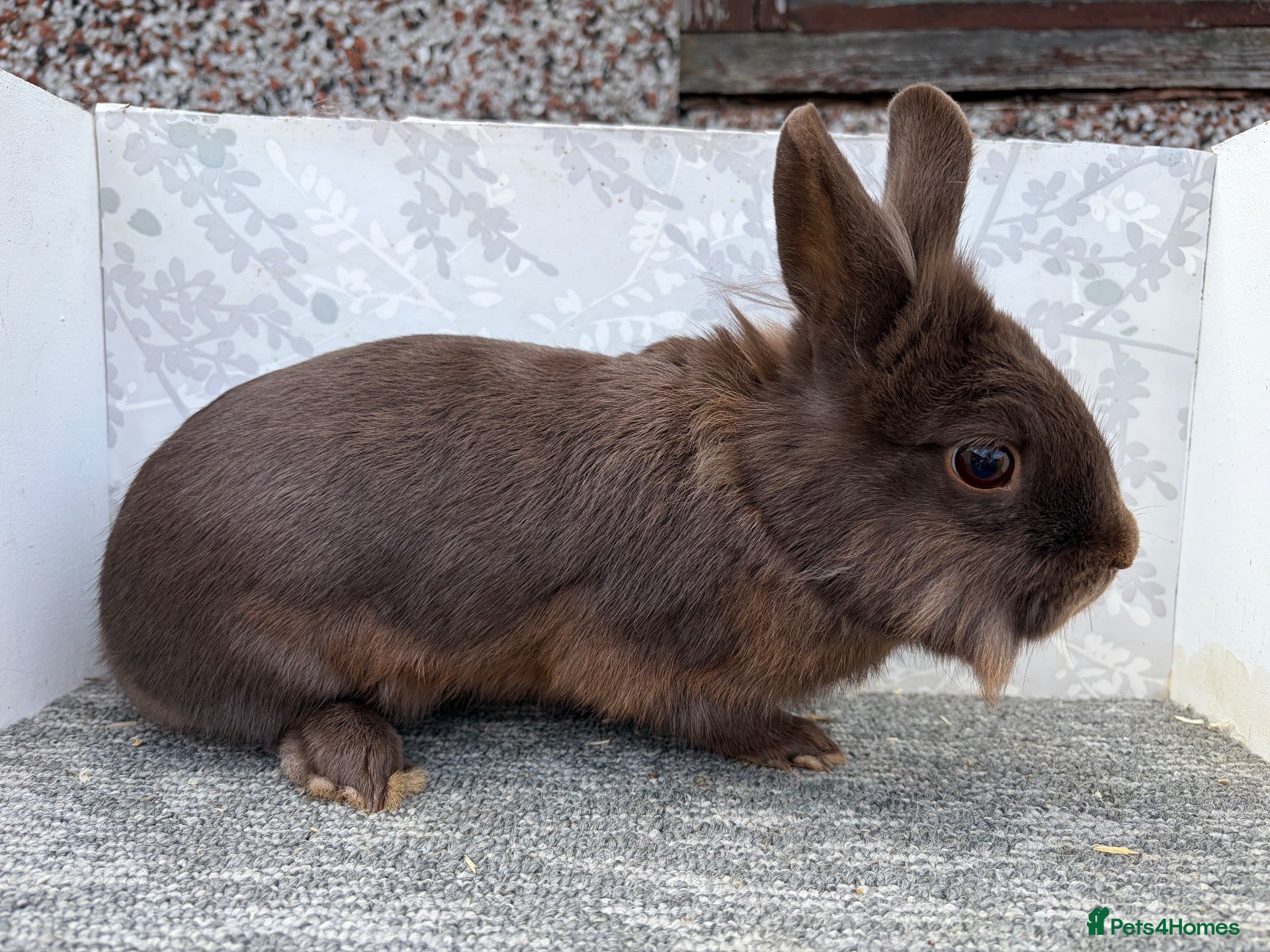 English Spot rabbits Lionhead  - Advert 1