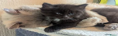 Ragcoon Kitten 1 milo