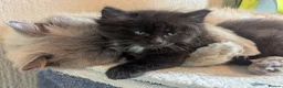 Ragcoon cats for sale: Ragdoll x maine coon kittens -bl&w boy & grey girl - Advert 8