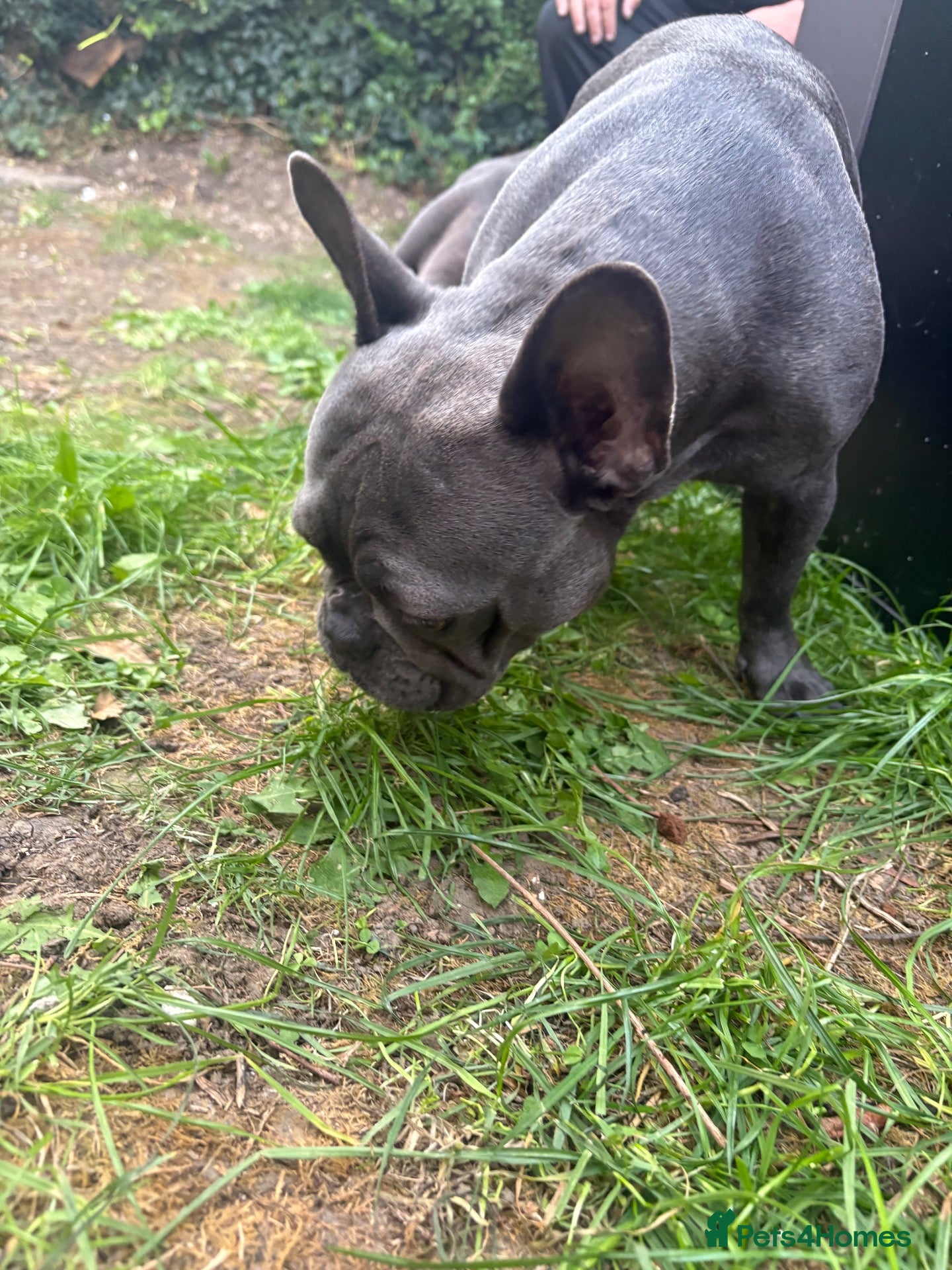 French Bulldog dogs French bulldog  - Advert 1