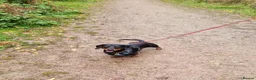 Miniature Dachshund dogs for stud: Miniature Smooth Dachshund in Cinderford - Advert 3