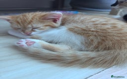Mixed Breed cats for sale: Cute kittens looking for nice home  - Image 12