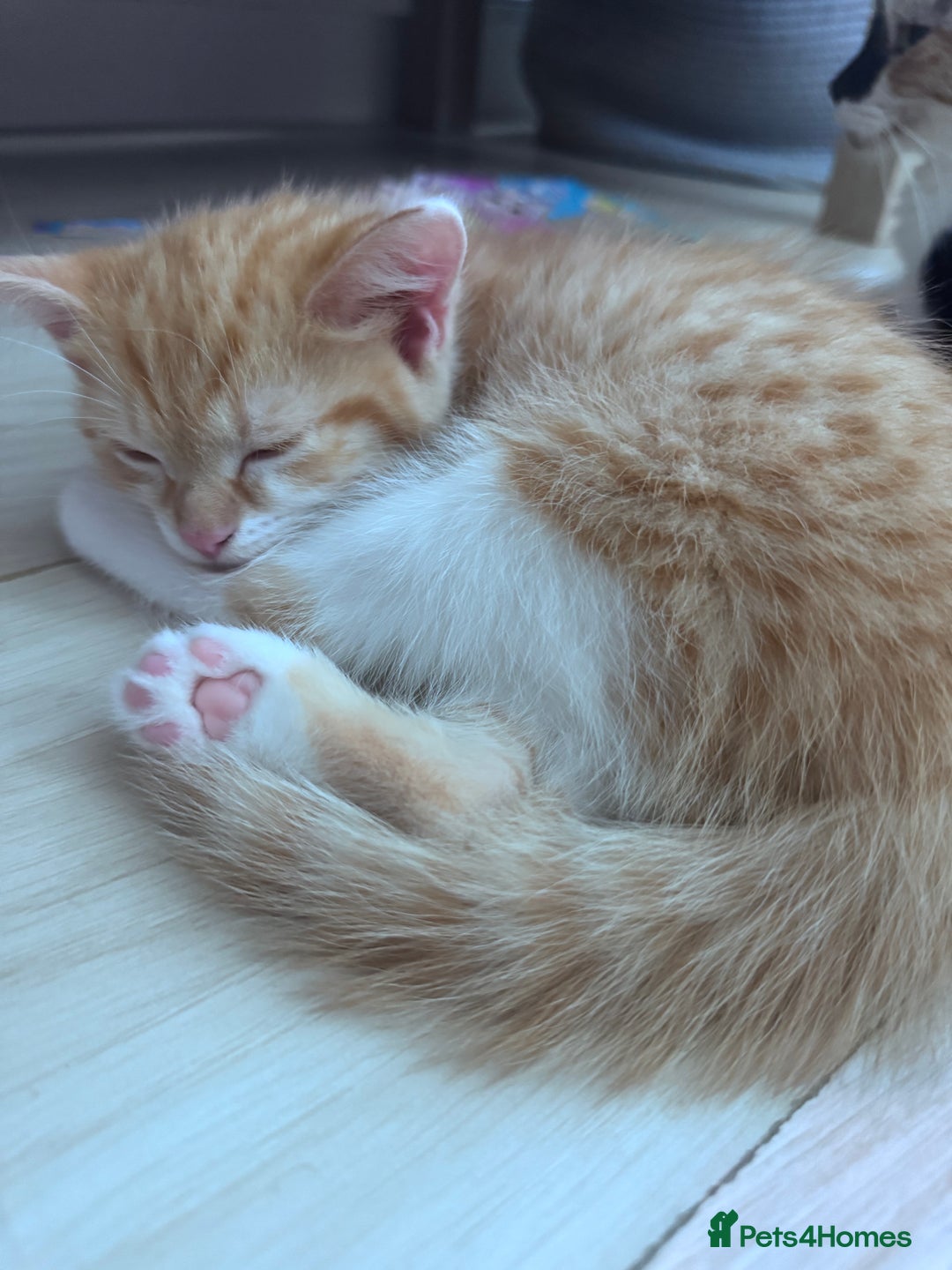 Mixed Breed cats for sale: Cute kittens looking for nice home  - Image 12
