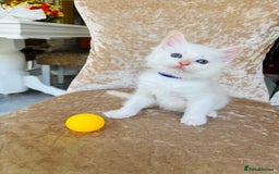 Ragdoll cats for sale: Beautiful ragdoll kittens - Image 4