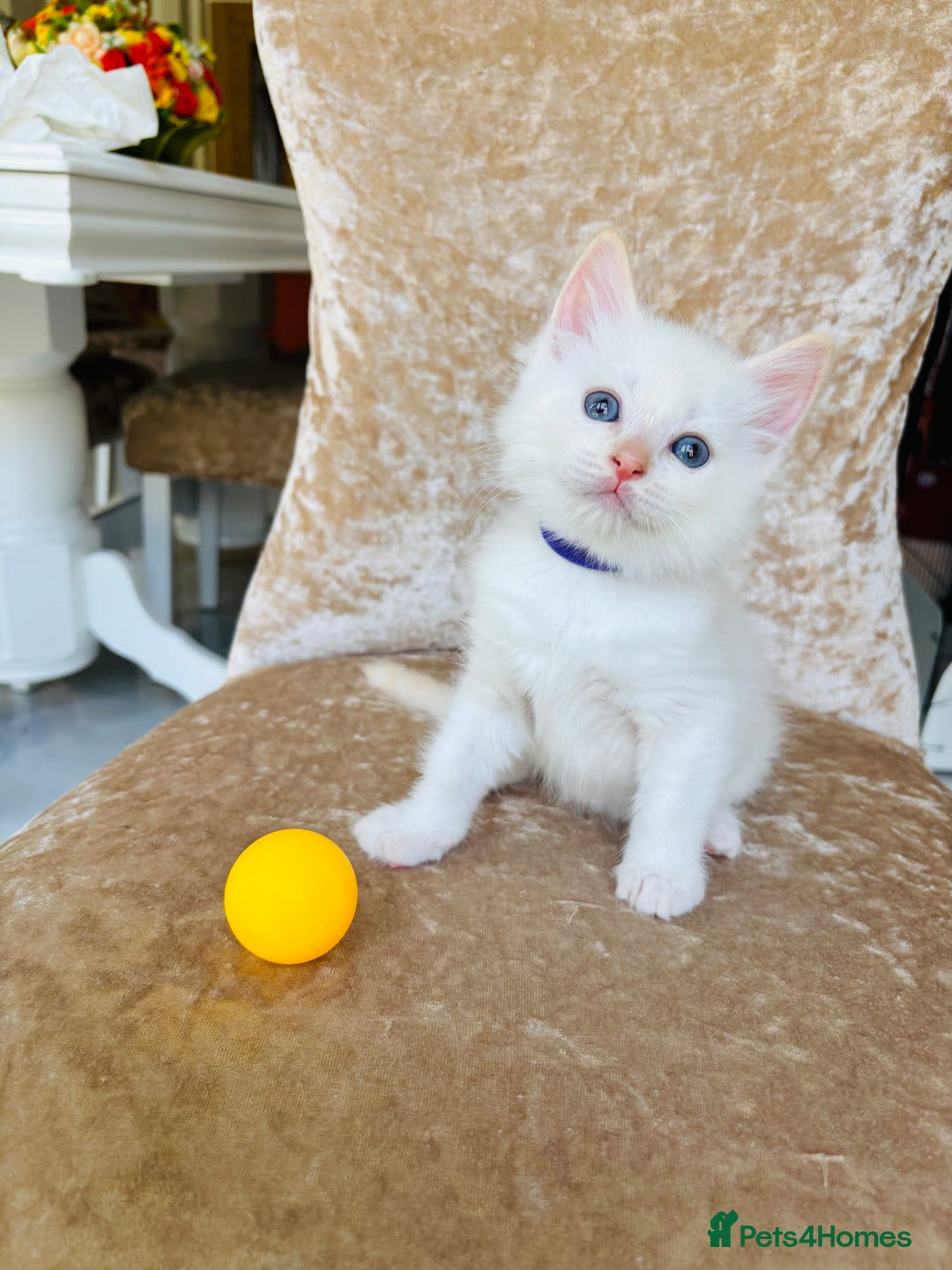 Ragdoll cats for sale: Beautiful ragdoll kittens - Image 4