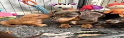 Miniature Dachshund dogs for sale: Beautiful well loved babies  in Peterborough - Advert 18