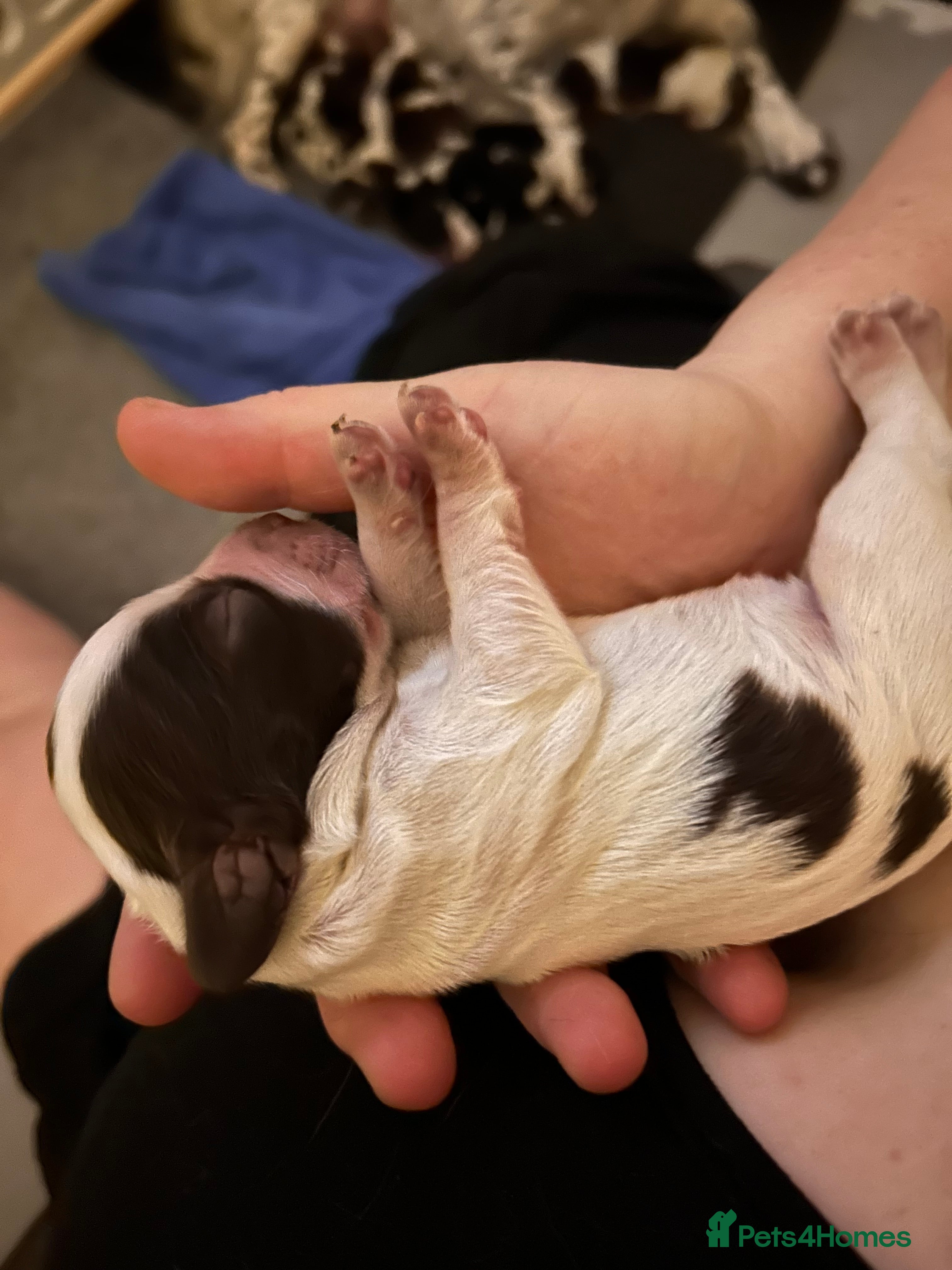 Cocker Spaniel dogs Cocker Spaniel Puppies - Advert 11