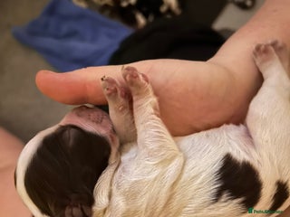 Cocker Spaniel dogs Cocker Spaniel Puppies - Advert 11