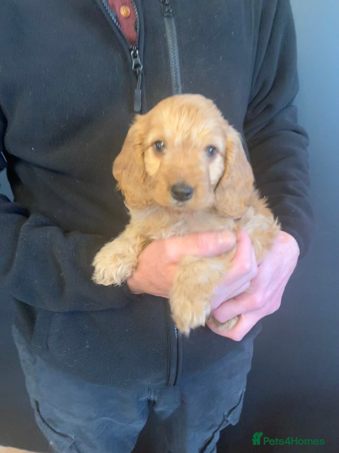Cockapoo dogs for sale: Golden F1 cockapoo puppies  - Advert 7