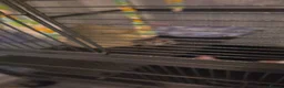 Sugar Glider rodents for sale: Pair of suger glider  in Gravesend - Advert 9