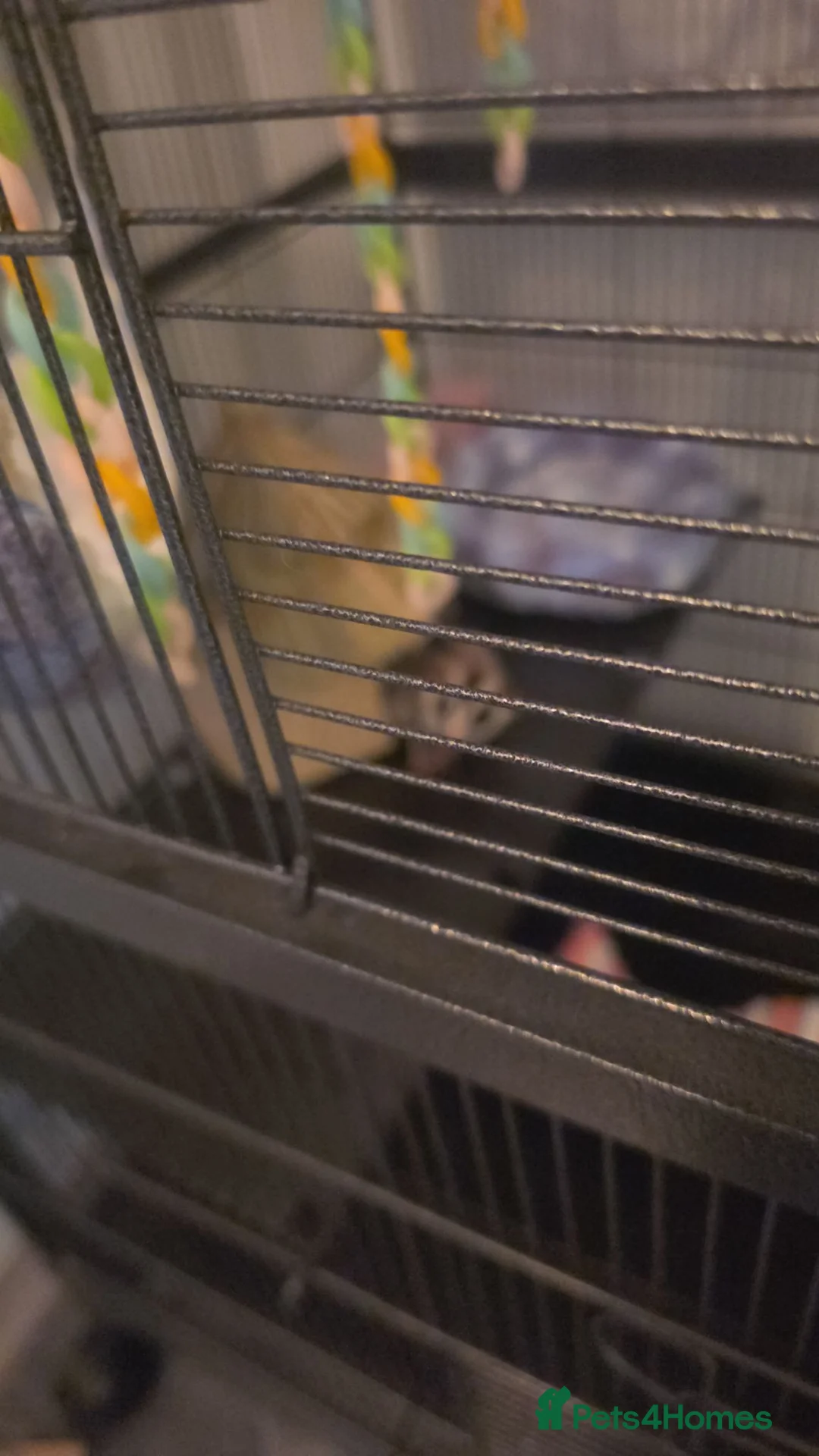 Sugar Glider rodents for sale: Pair of suger glider  in Gravesend - Advert 9