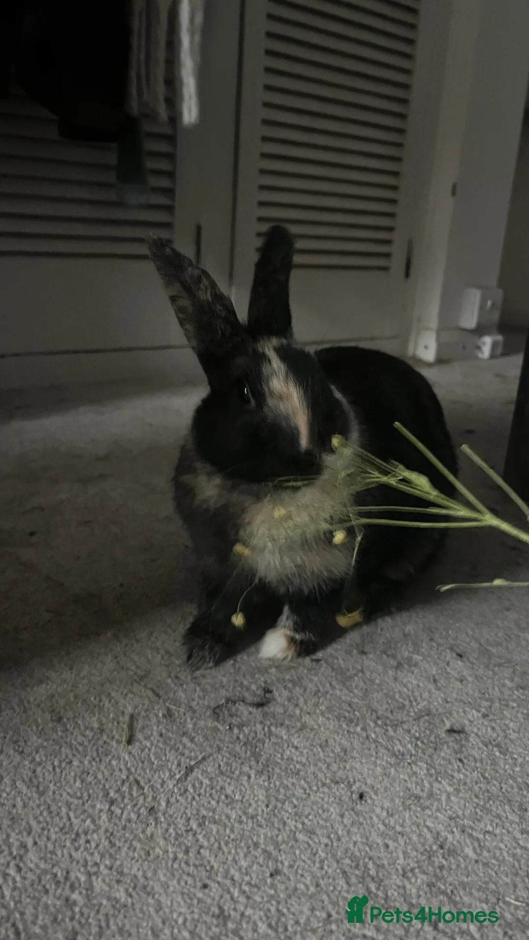 Harlequin rabbits for sale: Female Rabbit for sale  in Worthing - Advert 2