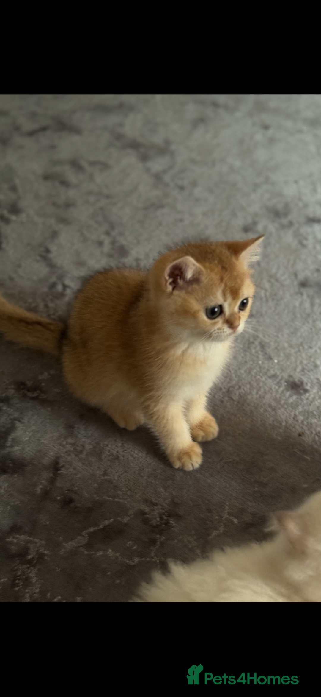 Scottish Fold cats for sale: elite purebred friendly Scottish Fold and Straight - Image 9