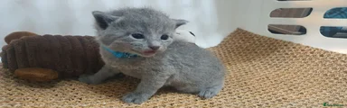 Russian Blue Kitten 2 - RESERVED