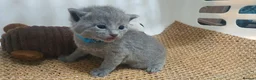 Russian Blue cats for sale: 🐾 Beautiful Russian Blue Kittens for Sale 🐾 - Advert 22