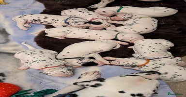 Dalmatian dogs Beautiful Dalmatian puppies - Advert 5