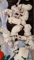 Dalmatian dogs Beautiful Dalmatian puppies - Advert 5