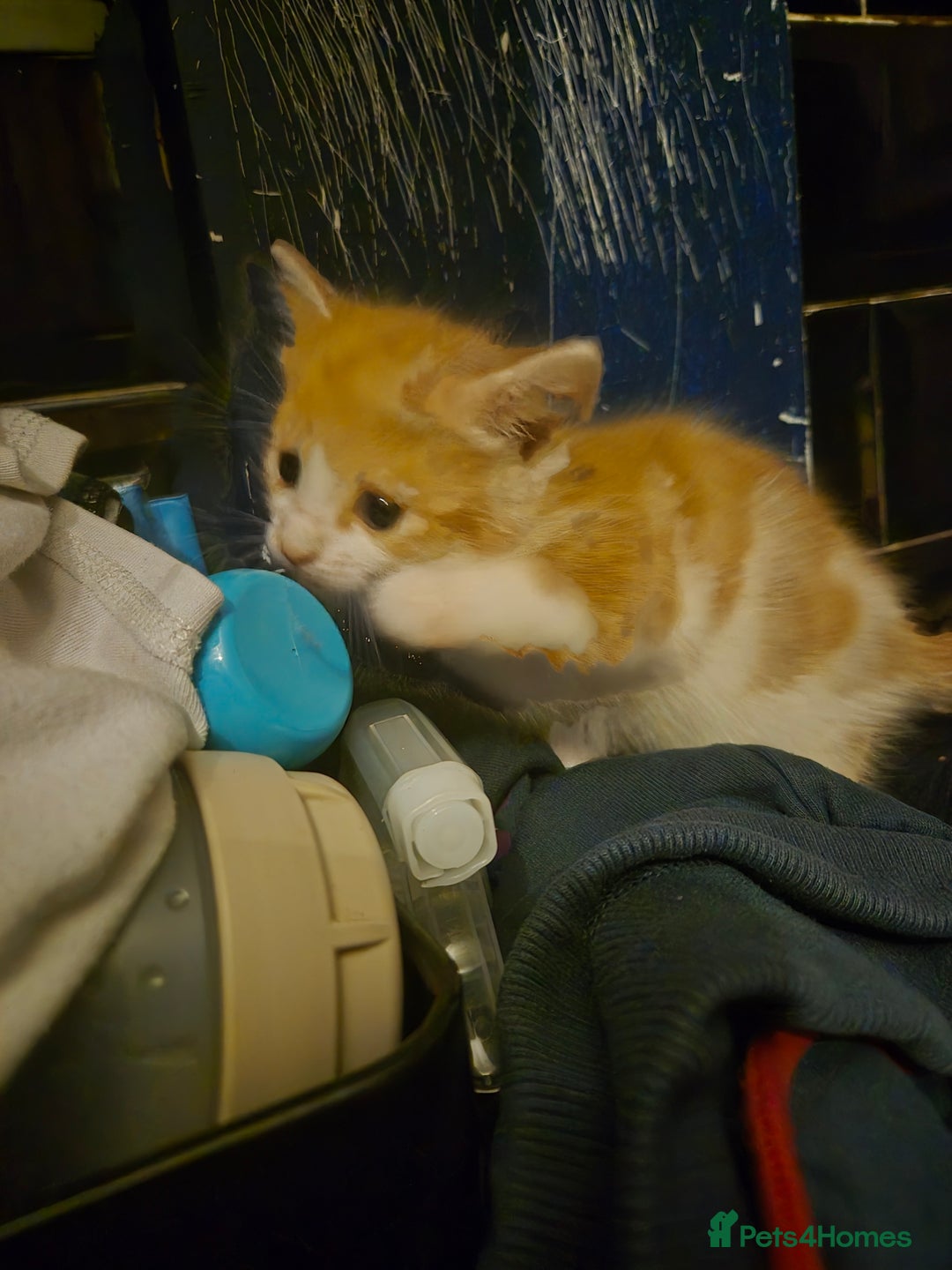 Mixed Breed cats for sale: Kittens looking for forever homes - Image 6