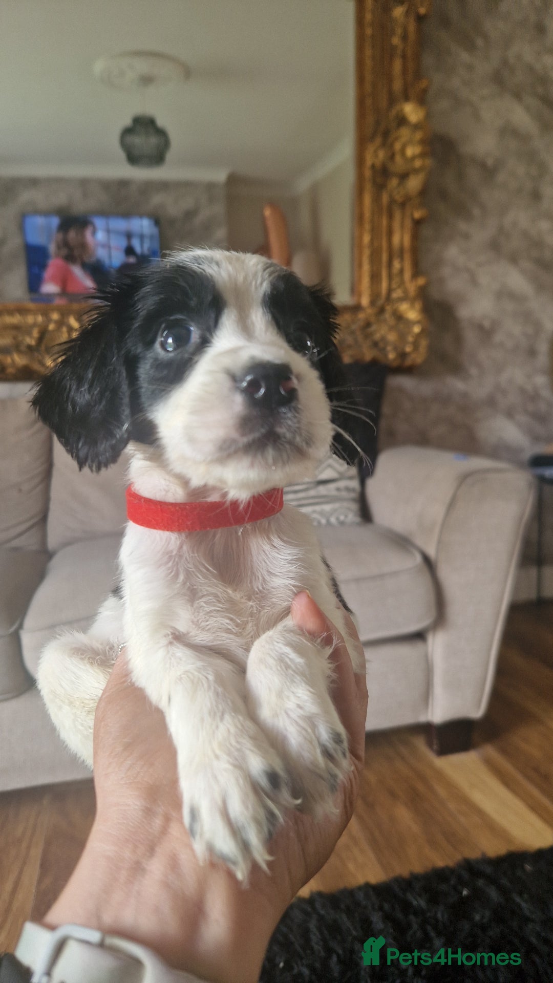 Sprocker dogs for sale: Beautiful litter of sprocker puppies - Image 28