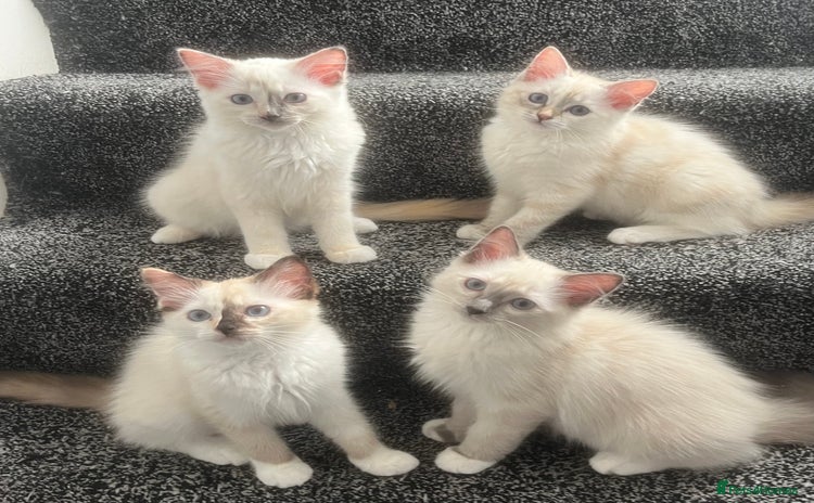 Ragdoll cats - Advert 2