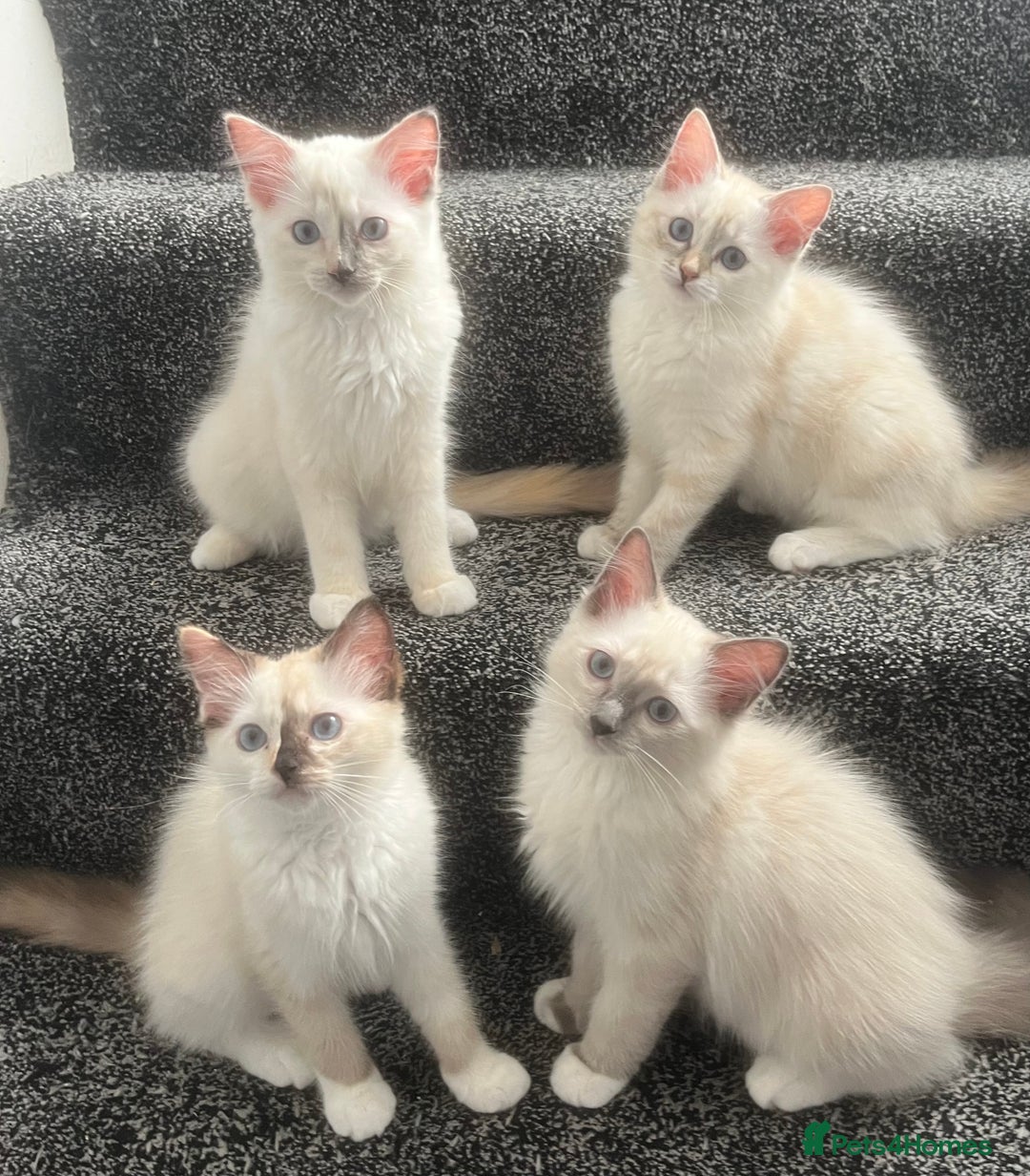 Ragdoll cats for sale: GCCF Ragdoll kittens ready now - Image 1
