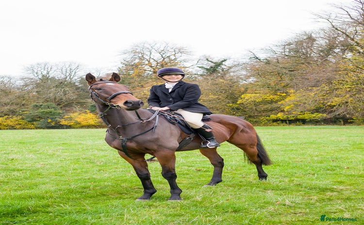 English Thoroughbred horses - Advert 1