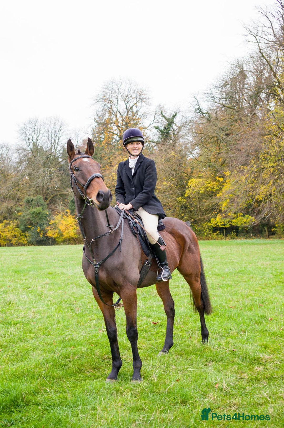 English Thoroughbred horses for sale: Smart hunter for sale - perfect mother/daughter - Image 1
