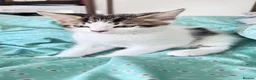 Mixed Breed cats for sale: Adorable,Kittens Ready for Their Forever Homes! 🐾 - Advert 4