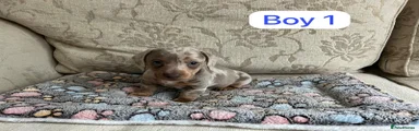 Dachshund Puppy 1