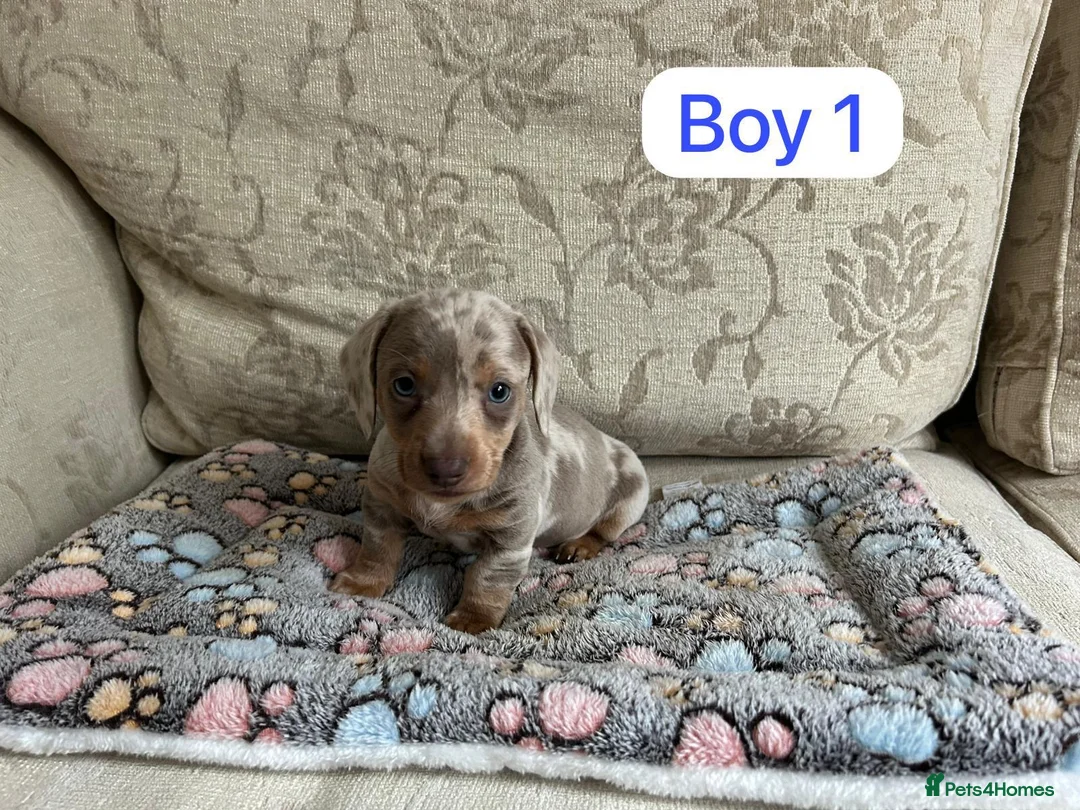 Dachshund dogs for sale: Dachshund - Advert 1